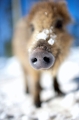 wildschwein080210-4