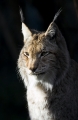 luchs241107-3