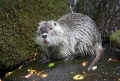 nutria220707-1