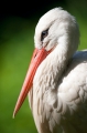storch220510-3