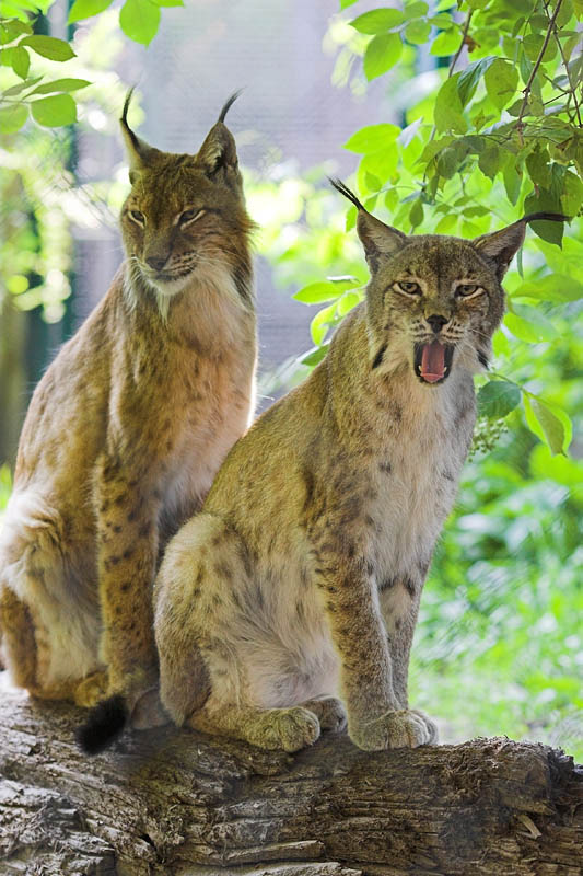 luchs040806-4.jpg