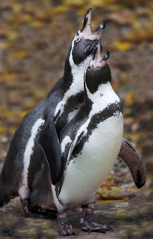 pinguin101107-4.jpg