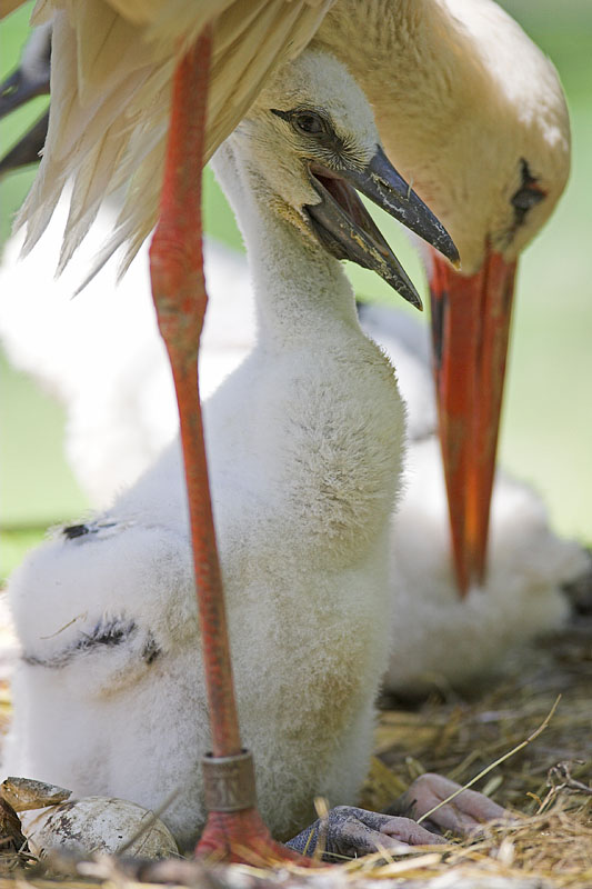 storch200507-7.jpg