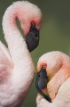 flamingo071206-2