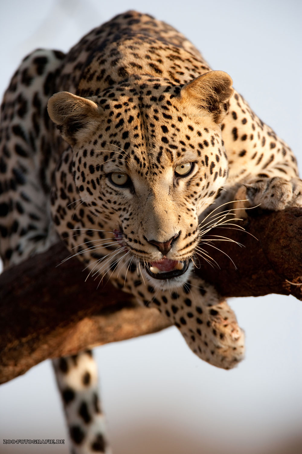 leopard101009-17.jpg