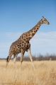 giraffe091009-4