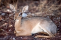 damara-dikdik091009-3