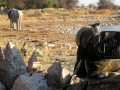 etosha5