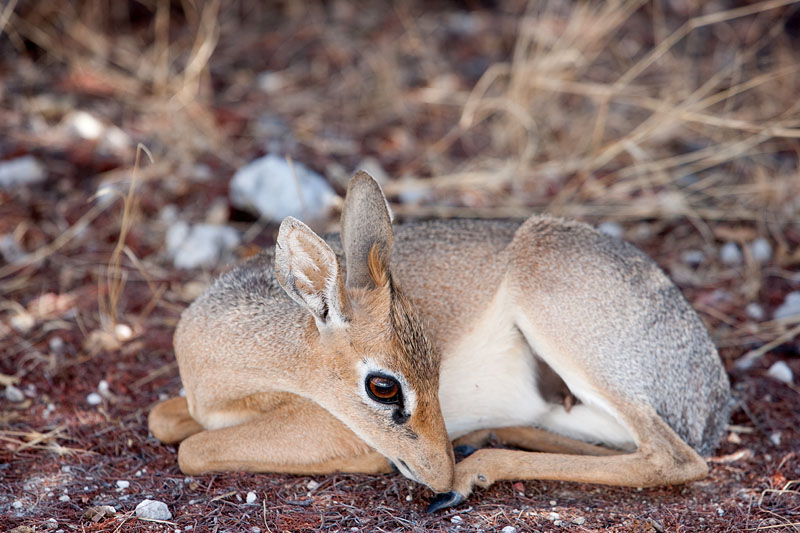 damara-dikdik091009-2.jpg