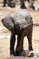 elefant041009-8