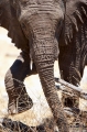 elefant041009-9