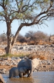 elefant051009-23