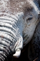 elefant071009-16