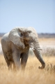 elefant071009-8