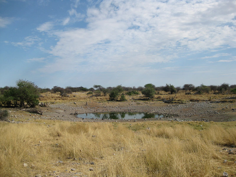 etosha051009-5.jpg