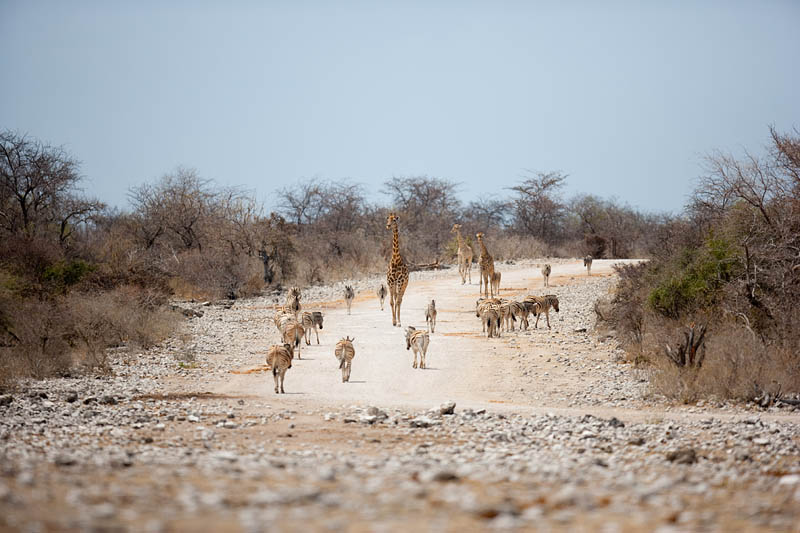 etosha091009-2.jpg