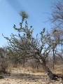 etosha051009-7
