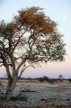 etosha061009-2