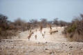 etosha091009-2