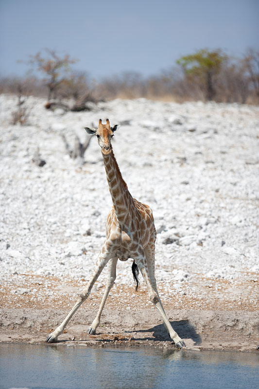giraffe041009-2.jpg
