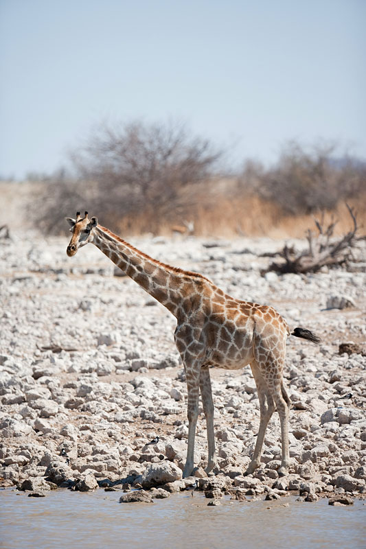giraffe051009-2.jpg