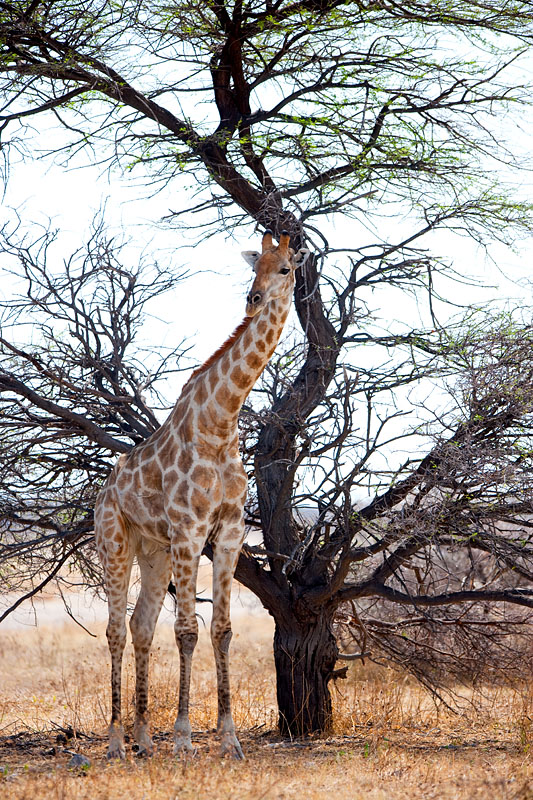 giraffe061009-2.jpg