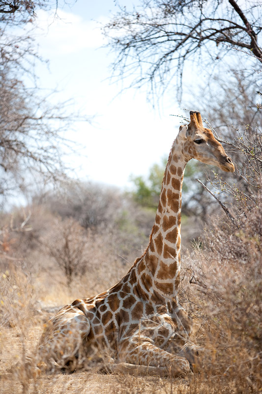 giraffe091009-3.jpg