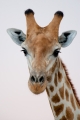 giraffe011009-1