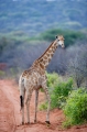giraffe011009-2