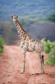 giraffe011009-4
