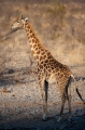 giraffe071009-1