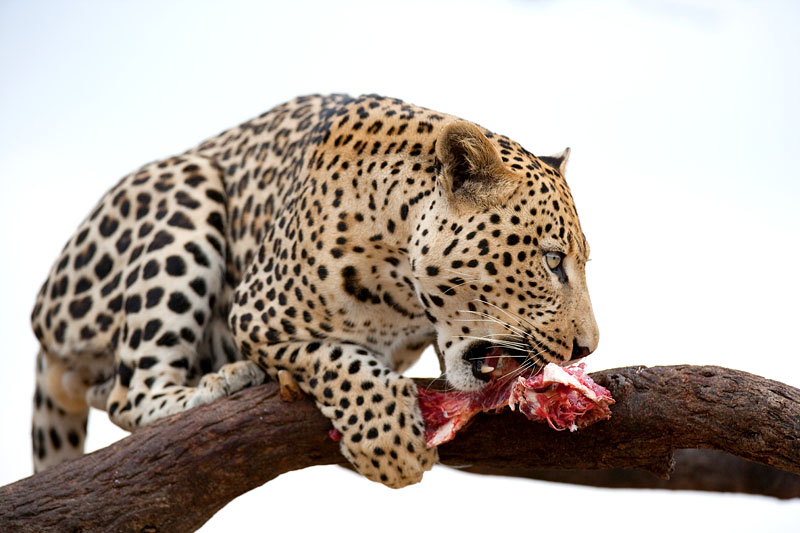 leopard101009-14.jpg