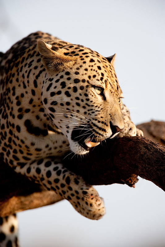leopard101009-18.jpg