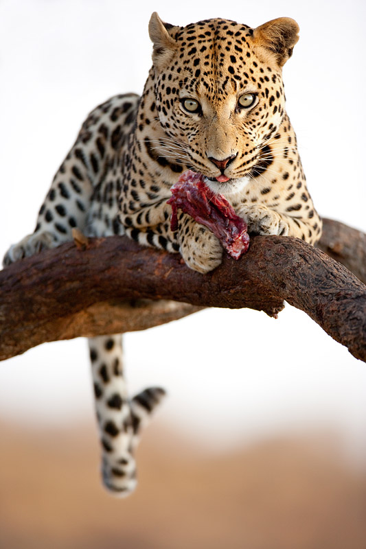 leopard101009-24.jpg