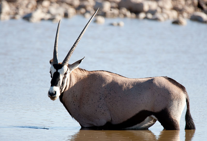 oryxantilope031009-2.jpg