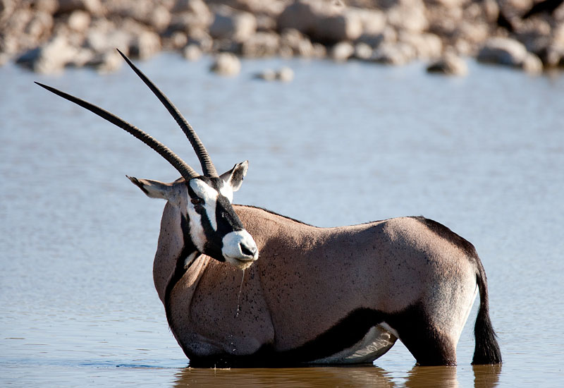 oryxantilope041009-1.jpg