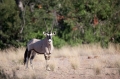 oryxantilope031009-1