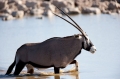 oryxantilope041009-2