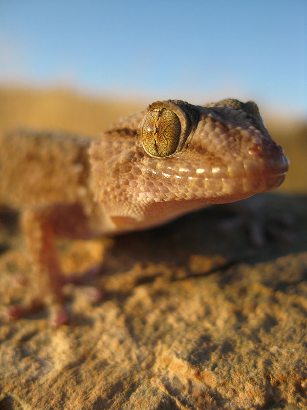 giantgroundgecko041009-4.jpg