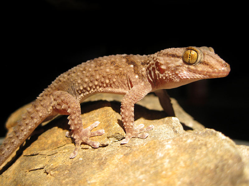 giantgroundgecko041009-5.jpg