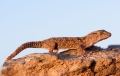 giantgroundgecko041009-1