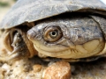schildkroete300909-2