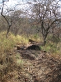 waterberg300909-45