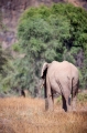wuestenelefant031009-18