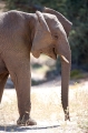 wuestenelefant031009-25