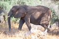 wuestenelefant031009-32