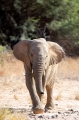 wuestenelefant031009-39