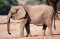 wuestenelefant031009-4