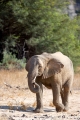 wuestenelefant031009-42