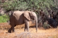 wuestenelefant031009-44